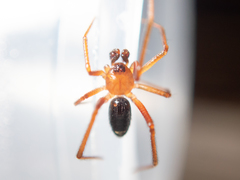 Stemmops nigrabdomenus