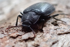 Prophanes simplex