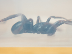 Oedignatha