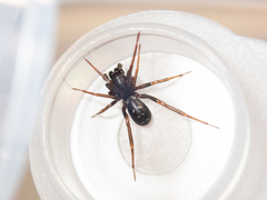 Oedignatha