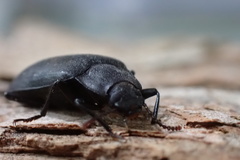 Prophanes simplex