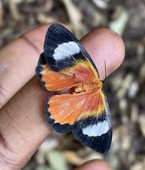 Phaegorista