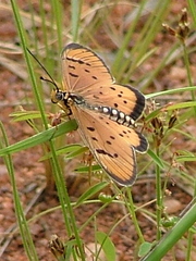 Acraea axina