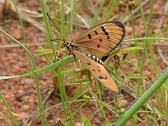 Acraea axina