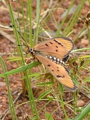 Acraea axina