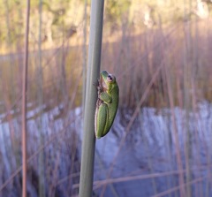 Litoria cooloolensis