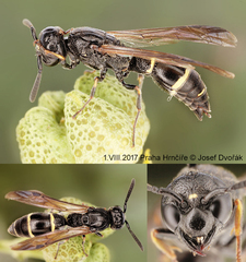 Symmorphus debilitatus