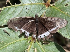 Eurytela hiarbas