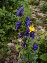 Aconitum variegatum