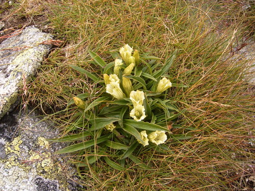 Image of Gentiana frigida by (c) Zoltán Nagy, some rights reserved (CC BY)