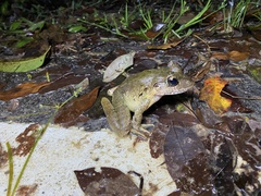Limnonectes blythii
