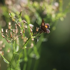 Paralucia pyrodiscus