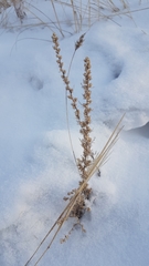 Neopallasia pectinata