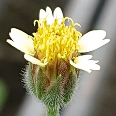 Tridax procumbens
