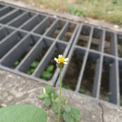 Tridax procumbens