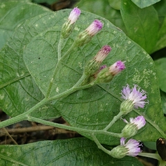 Cyanthillium cinereum