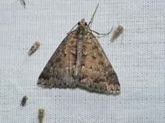 Dichromodes fulvida