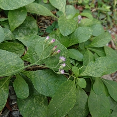 Cyanthillium cinereum