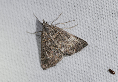 Dichromodes explanata