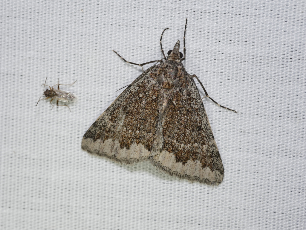 Dichromodes angasi