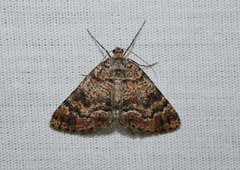 Paramelora lychnota
