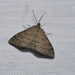 Scopula didymosema - Photo (c) kallies, some rights reserved (CC BY-NC), uploaded by kallies