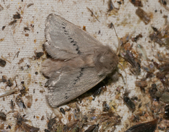 Anaxidia lactea
