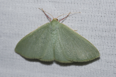 Chlorocoma paraphylla