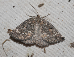 Lophothorax eremnopis