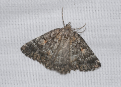 Lophothorax eremnopis