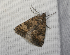 Dichromodes anelictis