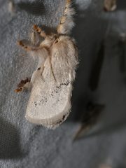 Anaxidia lactea