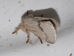 Anaxidia lactea
