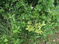 Oxyceros longiflorus