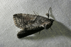Acanthoprora