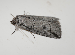 Prorocopis