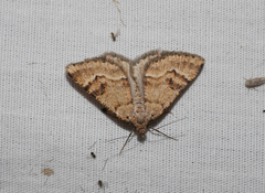 Paramelora zophodesma