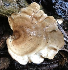 Favolus fuscolineatus