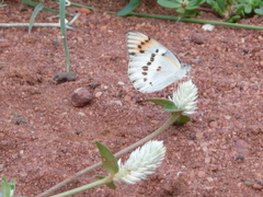 Colotis annae