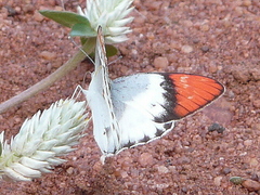 Colotis annae