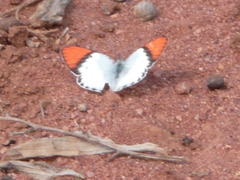 Colotis annae