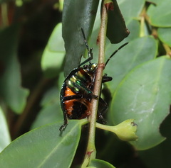 Lampromicra senator