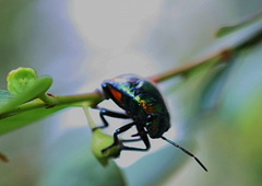 Lampromicra senator