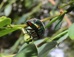 Lampromicra senator