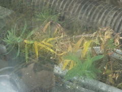 Gypsophila oldhamiana