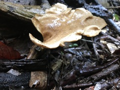 Favolus fuscolineatus