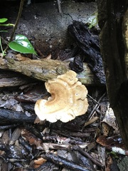 Favolus fuscolineatus