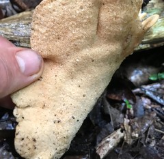 Favolus fuscolineatus