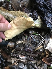 Favolus fuscolineatus