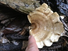 Favolus fuscolineatus